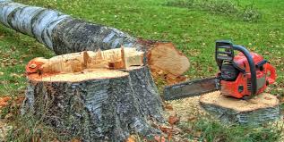 How Our Tree Care Process Works  in  Garrison, TX