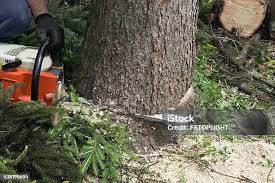 Best Tree and Shrub Care  in Garrison, TX