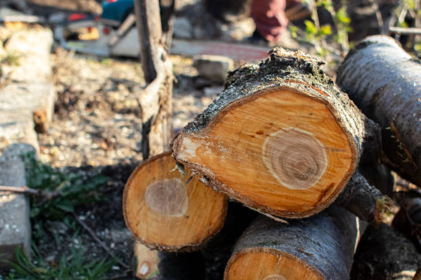 Tree and Shrub Care in Garrison, TX