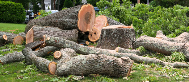 Best Tree Disease Treatment  in Garrison, TX
