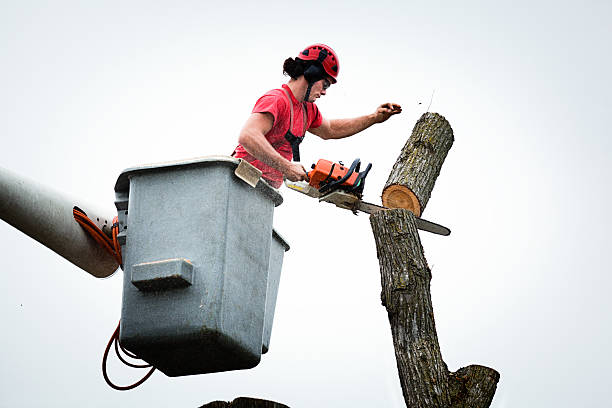 How Our Tree Care Process Works  in  Garrison, TX