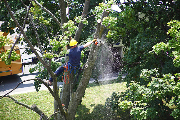 Best Commercial Tree Services  in Garrison, TX